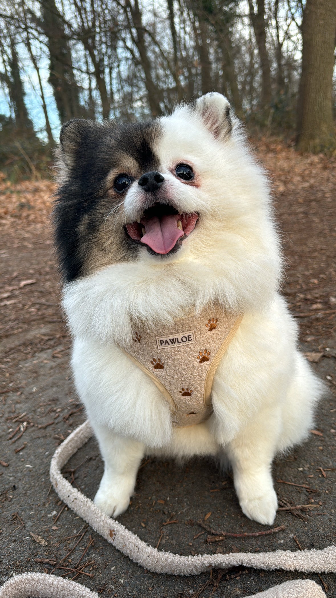 Teddy Paw adjustable neck harness